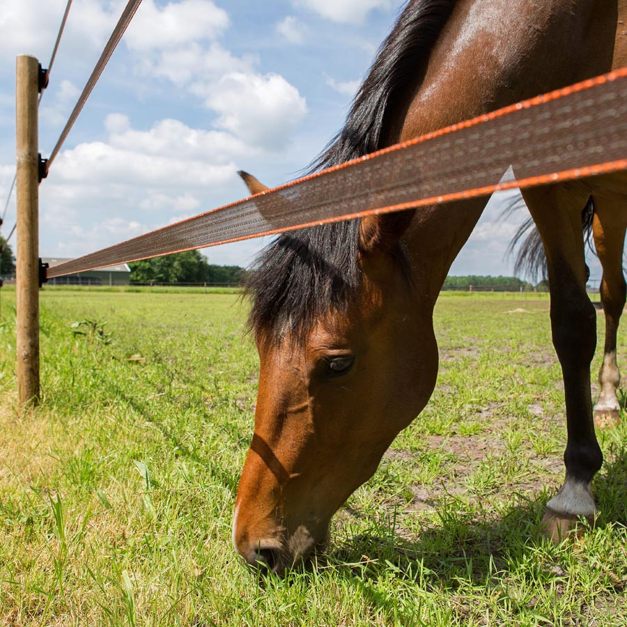 En brun hest spiser gress under et elektrisk Polytape-gjerde.