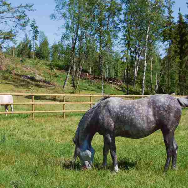 To hester beiter i hver sin innhegning. Innhegningene er adskilt av et hestegjerde med halvskårne lekter.