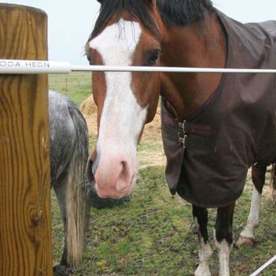 To hester står i hjørnet av innhegningen. Den ene spiser gress fra den andre siden av det elektriske gjerdet.