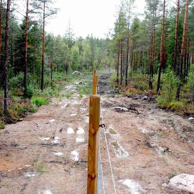 Et skogsgjerde skiller to skogsområder fra hverandre.