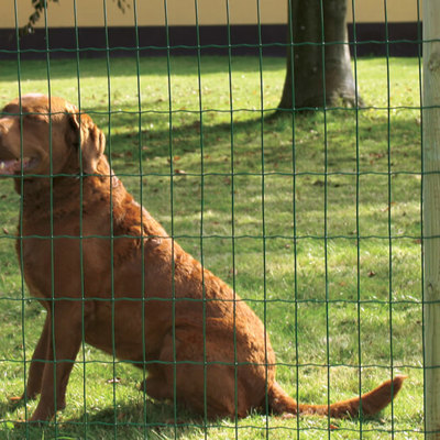 En stor hund, sittende bak et Lux hagegjerde i grønt