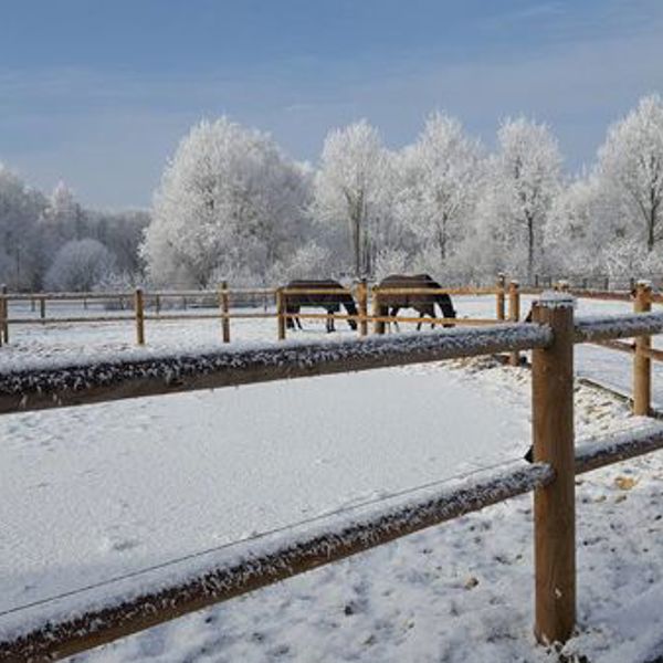 To hester står i innhegningen i snø