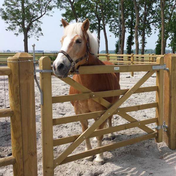 En brun hest står i innhegningen sin og ser ut over en «Country House»-grind