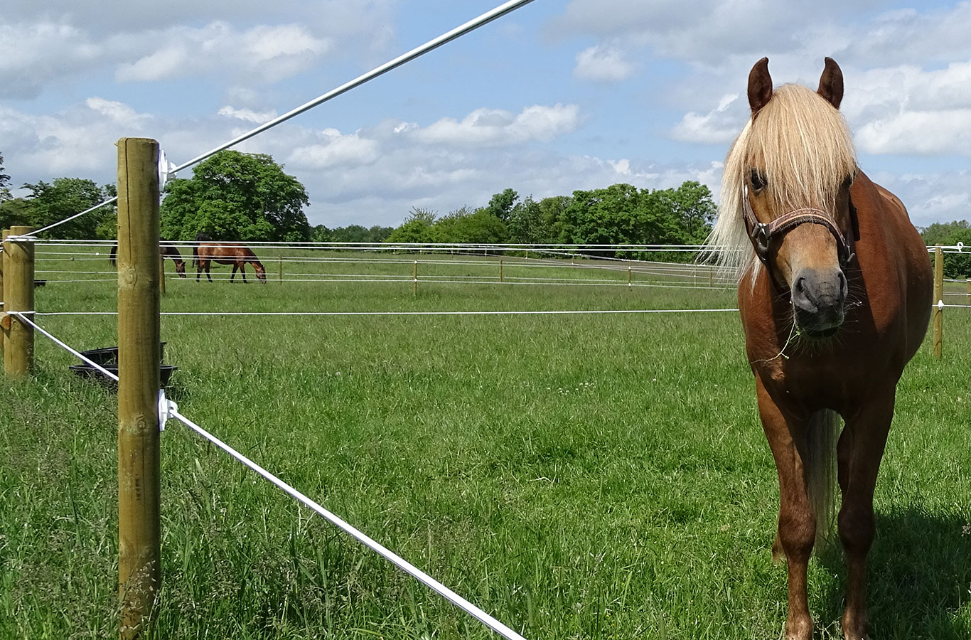 En hest står og ser mellom de elektriske ledningene til et Hippolux elektrisk gjerde.