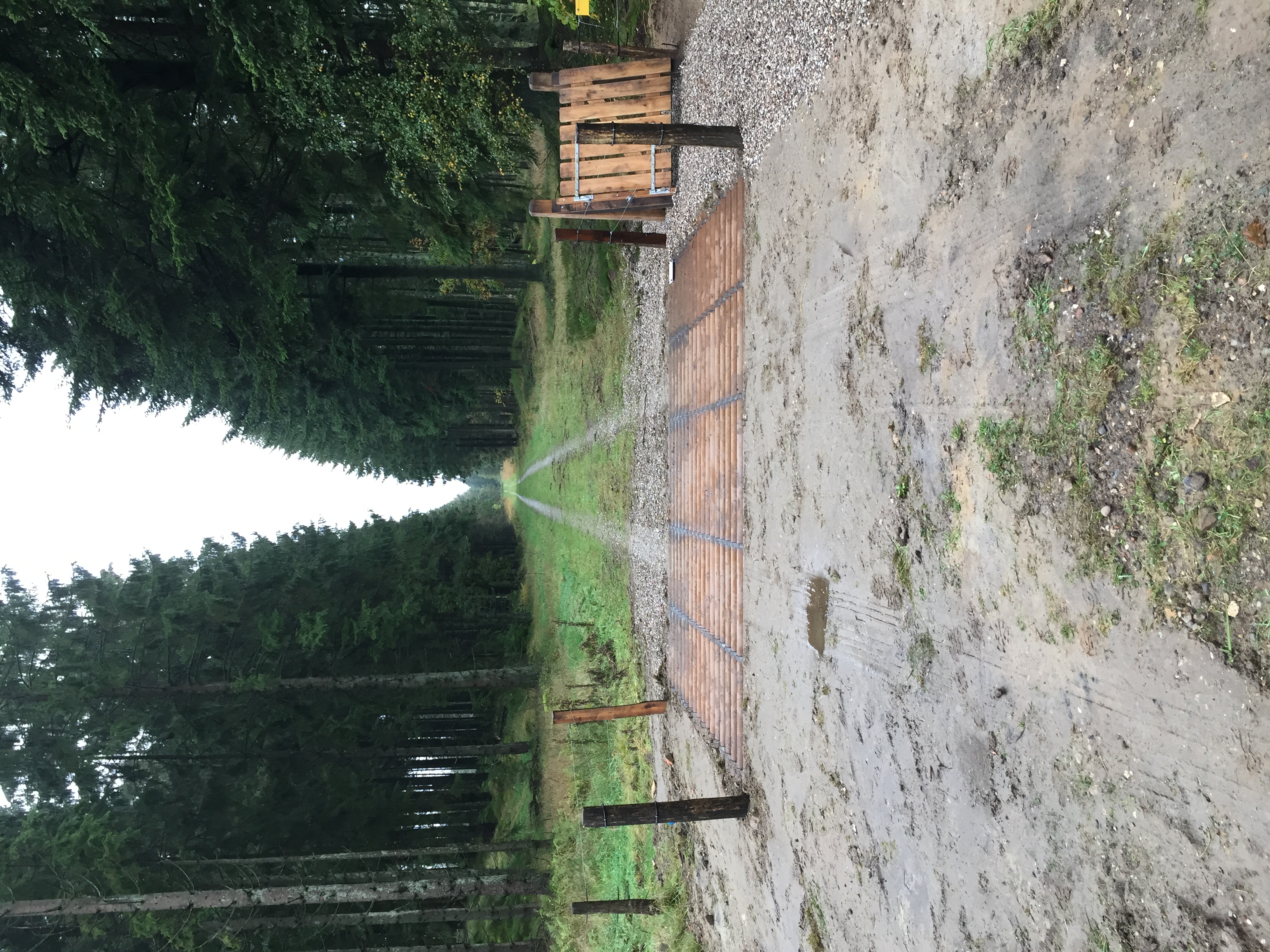 Ferist i skogen