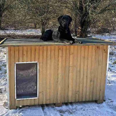 Svart hund slapper av oppå et hundehus i et vinterlandskap.