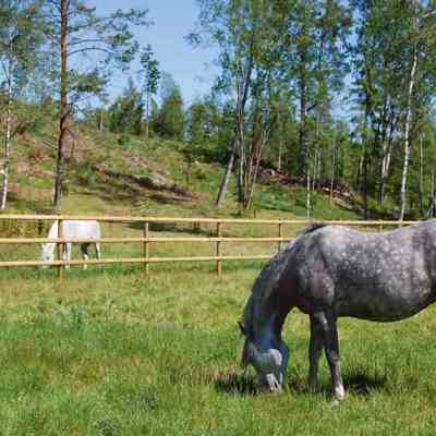 To hester beiter i hver sin innhegning. Innhegningene er adskilt av et hestegjerde med halvskårne lekter.