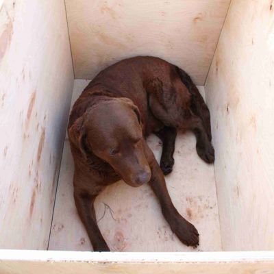 En labrador ligger inne i et isolert hundehus av tre.