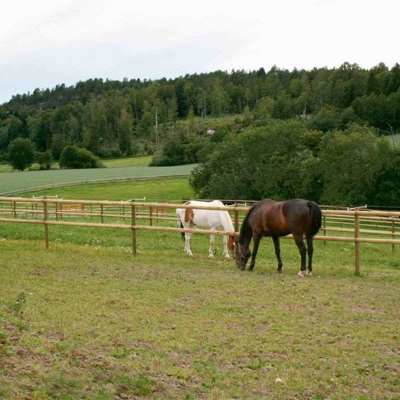 To hester beiter i hver sin innhegning. Innhegningene er adskilt av et hestegjerde med halvskårne lekter.