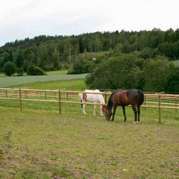 To hester beiter i hver sin innhegning. Innhegningene er adskilt av et hestegjerde med halvskårne lekter.