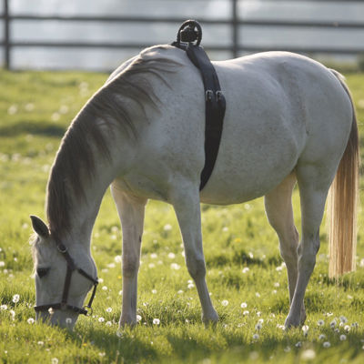 En hvit hest beiter på et jorde med en antirullegjord rundt magen