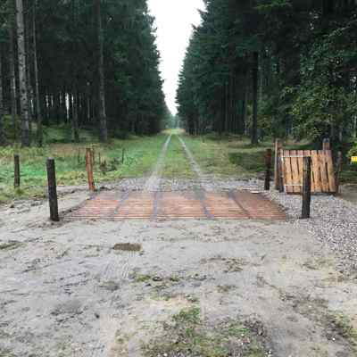 Ferist i skogen
