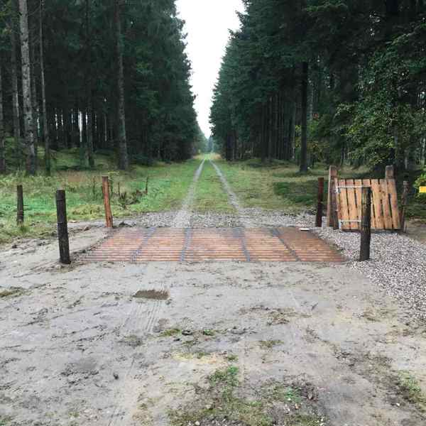 Ferist i skogen