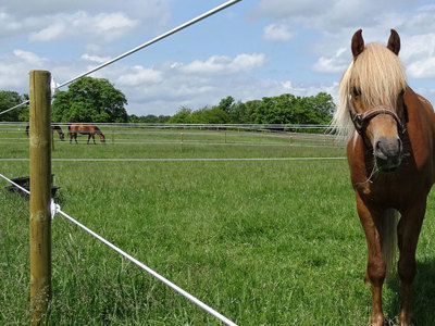 Et nærbilde av en hest som står på en eng og ser mot kameraet