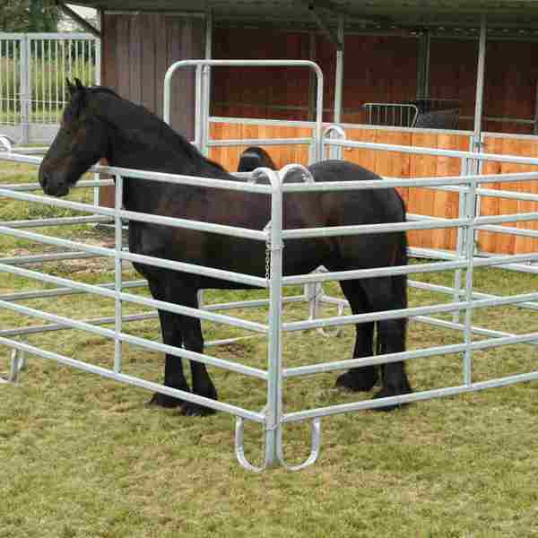 Svart hest i fanggrinden