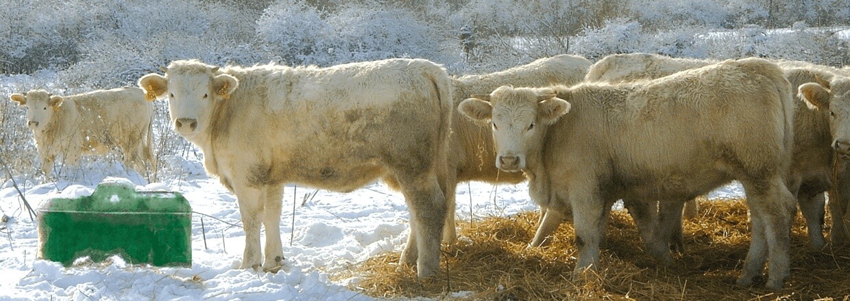 I et snødekt landskap står en flokk hvite kuer ved siden av et frostfritt drikkekar