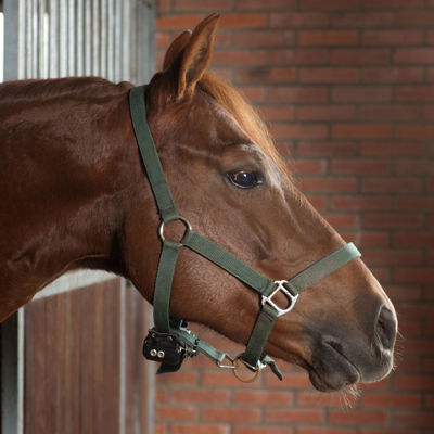 En brun hest har på seg en grønn grime med en føllalarm i grimen
