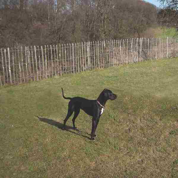 En hund står på en plen inngjerdet med et kastanjegjerde fra Poda