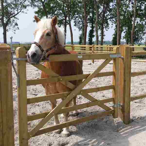 En brun hest står i innhegningen sin og ser ut over en «Country House»-grind