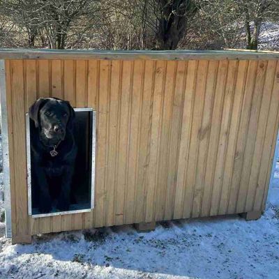 Svart hund ser ut fra et hundehus i et vinterlandskap med snø på bakken.