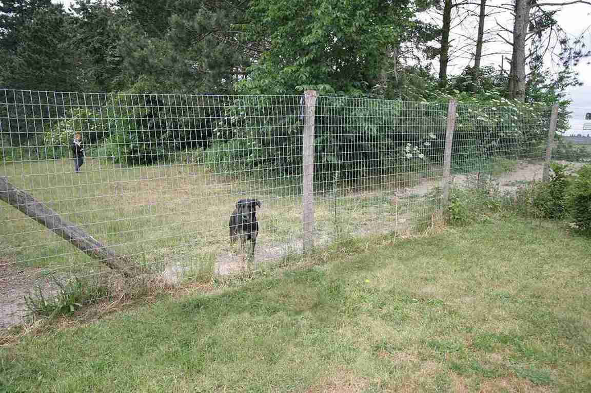 En svart hund titter ut gjennom nettinggjerdet til løpegrinden.