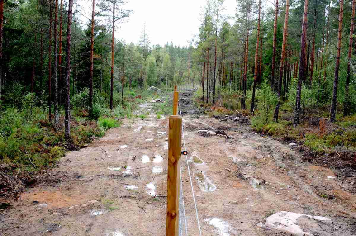 Et skogsgjerde skiller to skogsområder fra hverandre.
