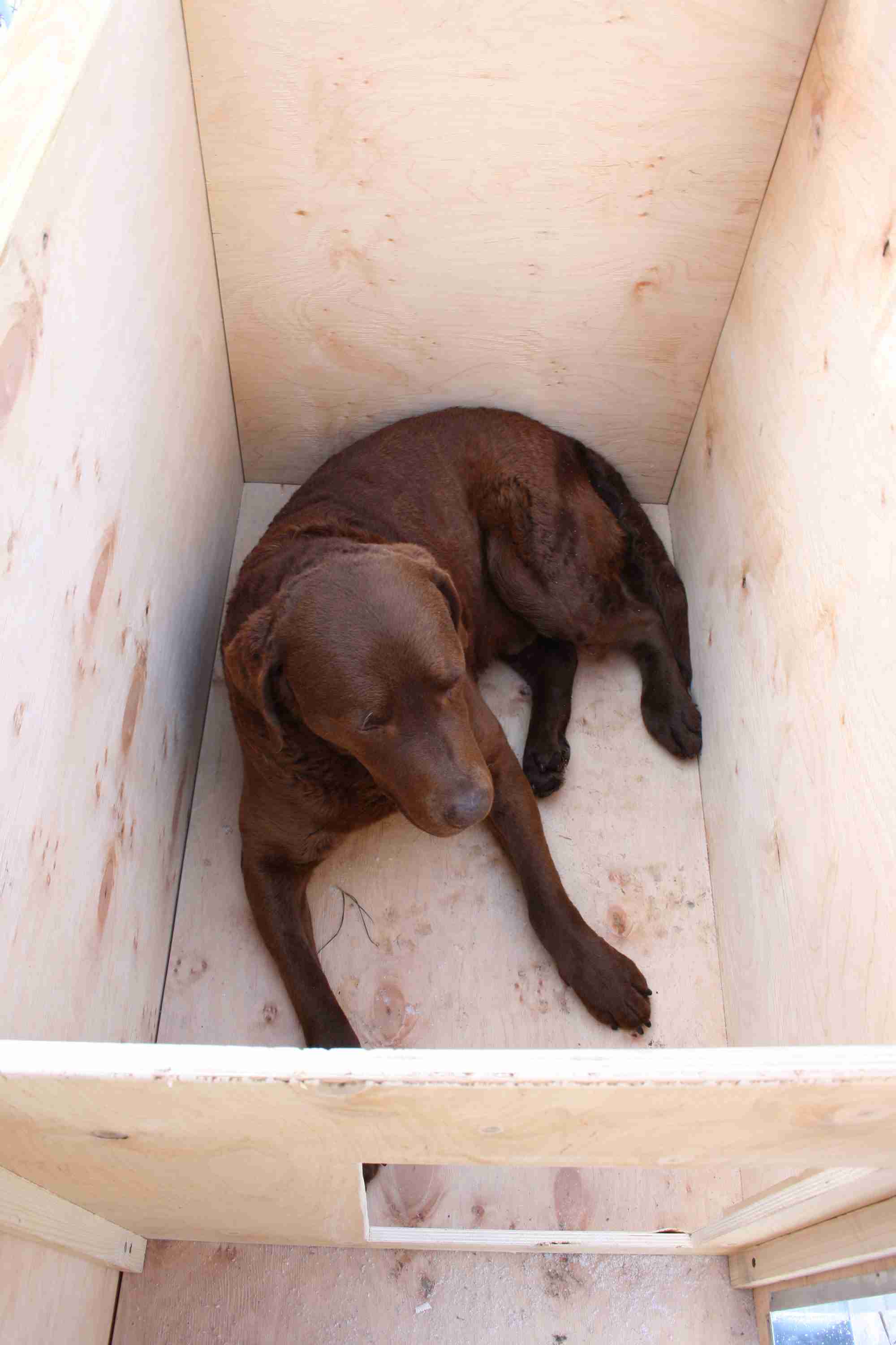 En labrador ligger inne i et isolert hundehus av tre.