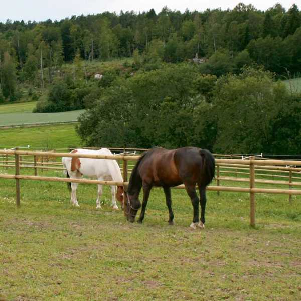 To hester bak et klassisk lektegjerde som gir en tradisjonell og solid innhegning, ideell for store beiteområder.