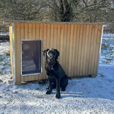 Svart hund sitter foran et hundehus i et vinterlandskap med snø på bakken.